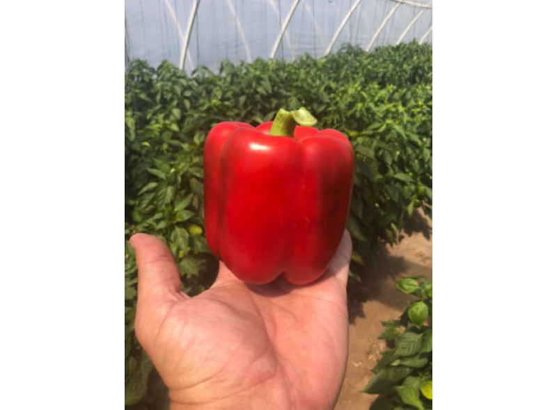 Семена перца сладкого Стрит F1 (500 сем.) Lark Seeds
